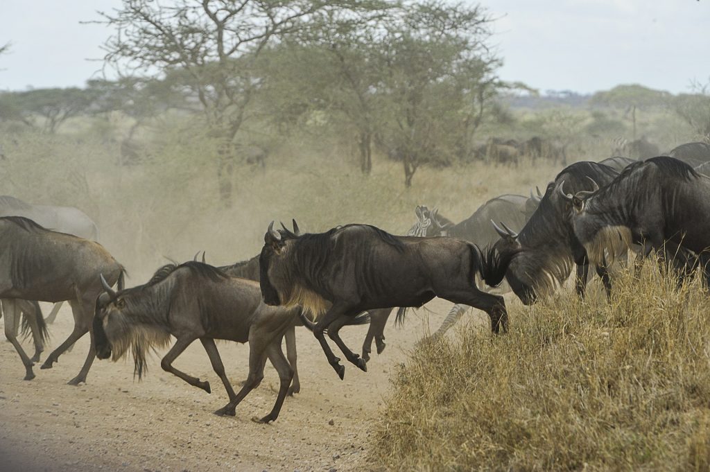 Serengeti - Reisroute Tanzania